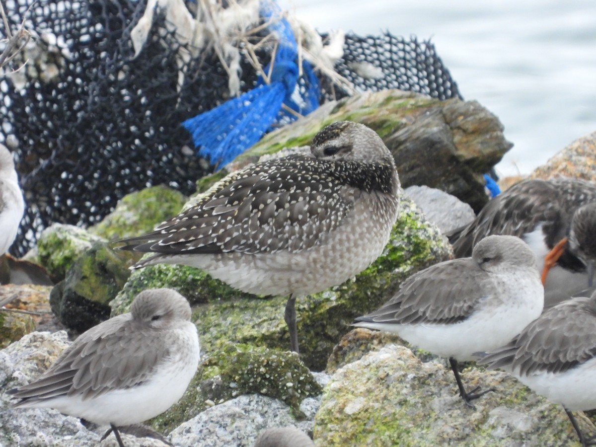 American Golden-Plover - ML646307643