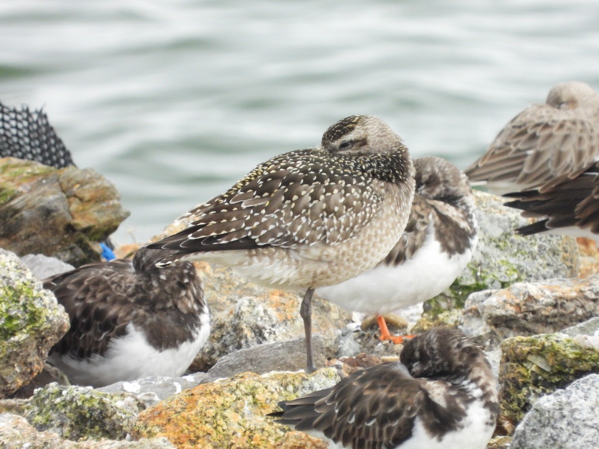 American Golden-Plover - ML646307644