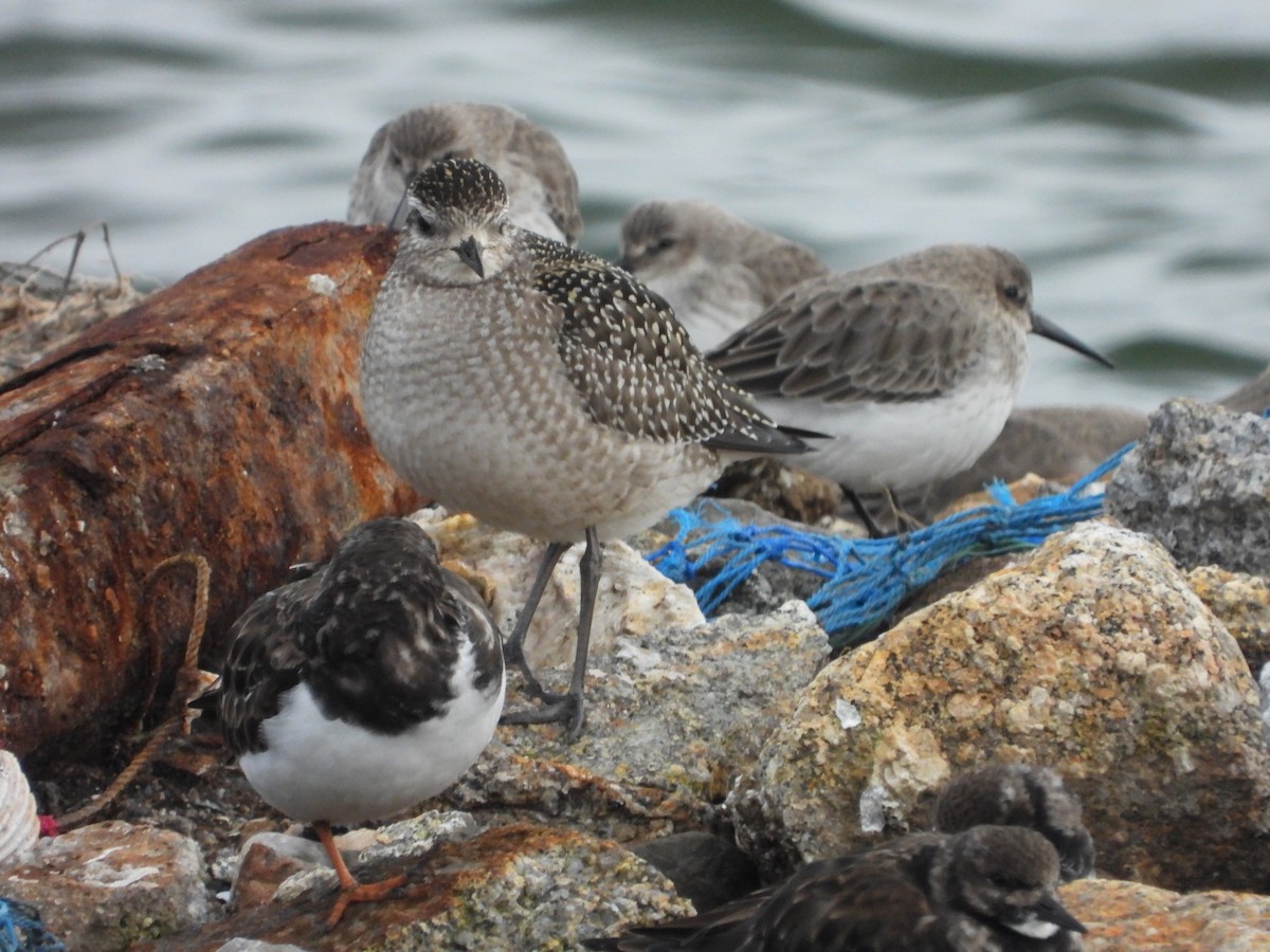 American Golden-Plover - ML646307645