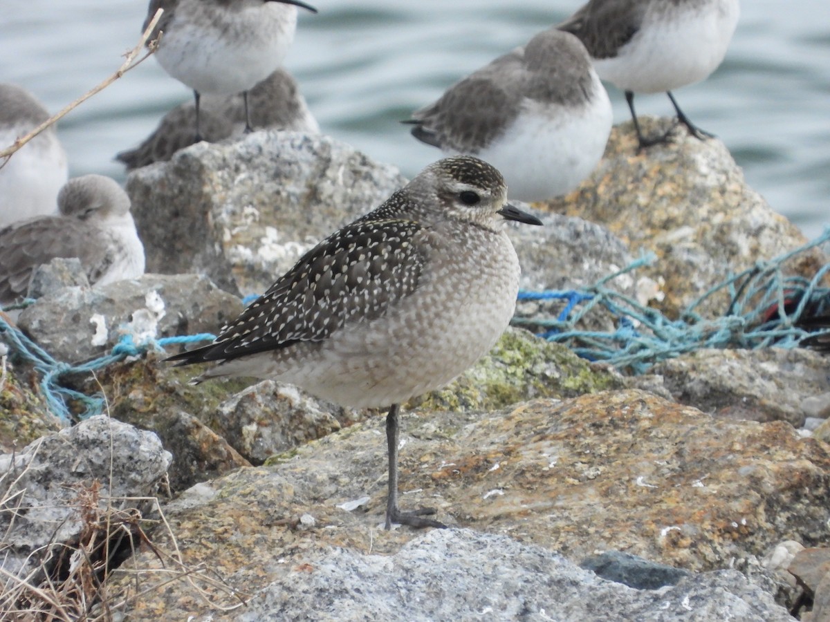 American Golden-Plover - ML646307646