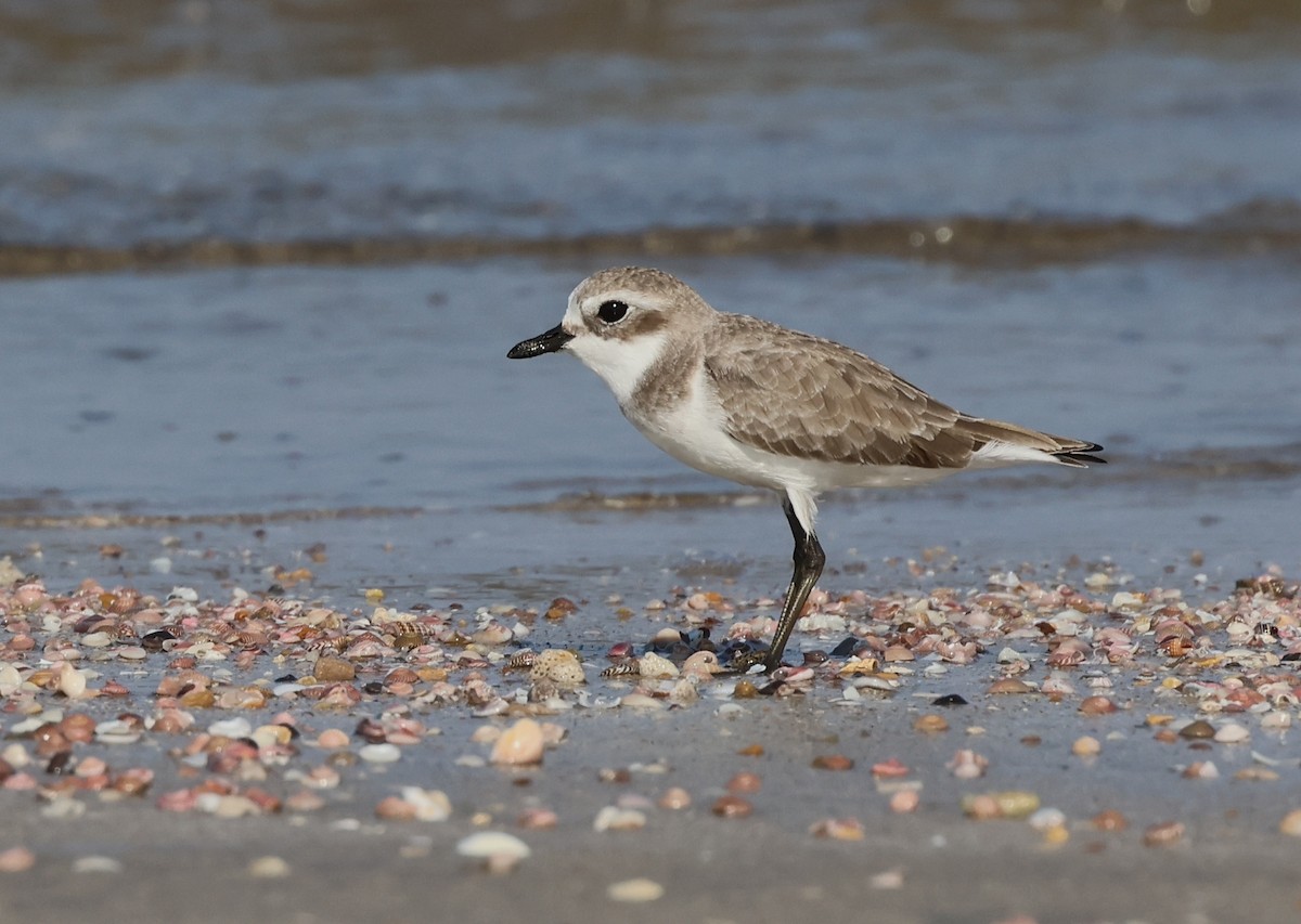 kulík tibetský - ML646307647