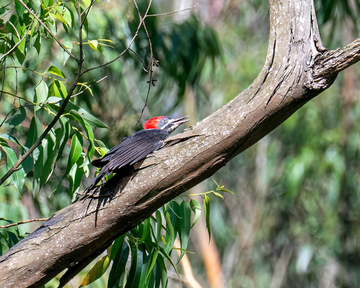 datel proužkovaný - ML646307648