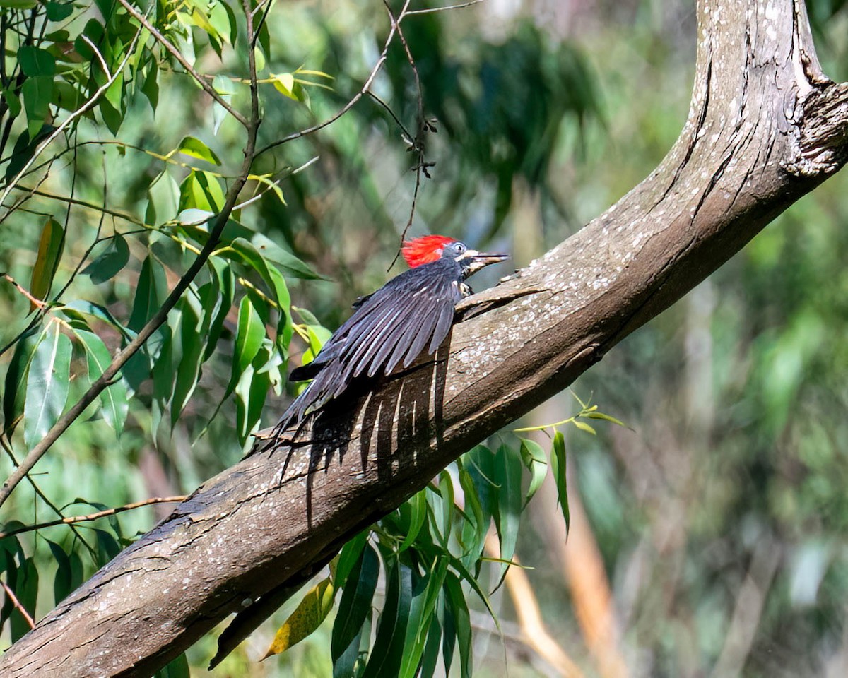 datel proužkovaný - ML646307649