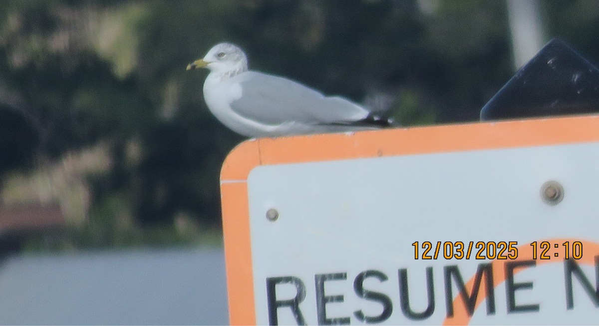 Ring-billed Gull - ML646307659