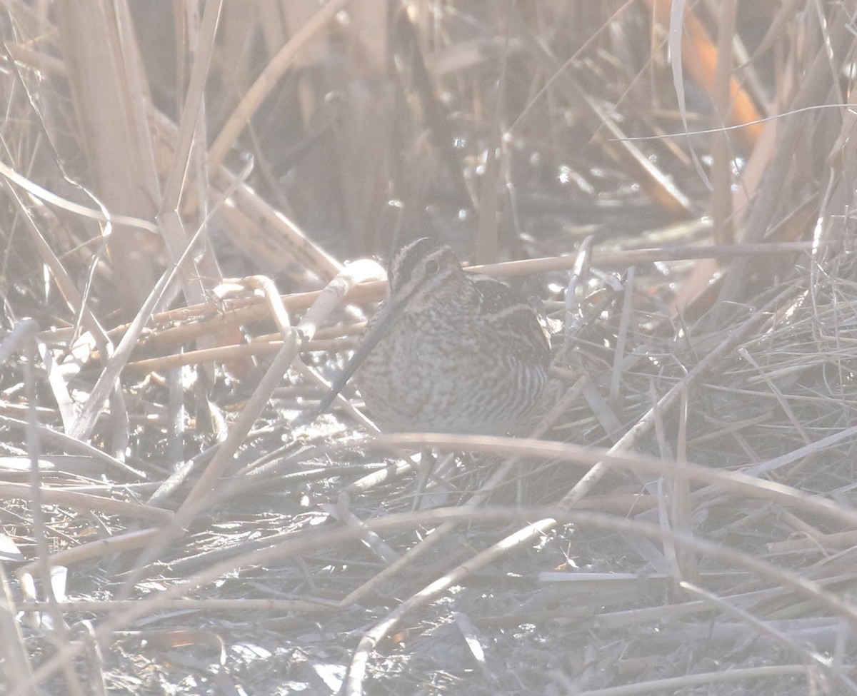 Wilson's Snipe - ML646307660