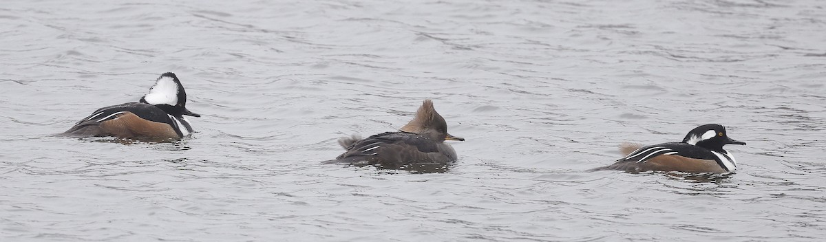 Hooded Merganser - ML646307662