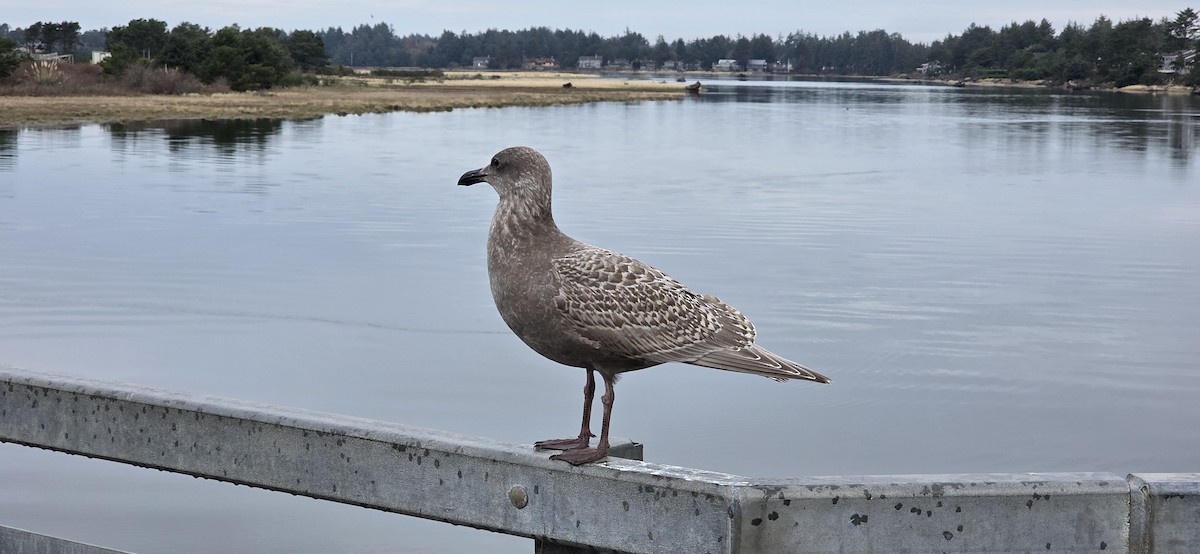 Larus sp. - ML646307665