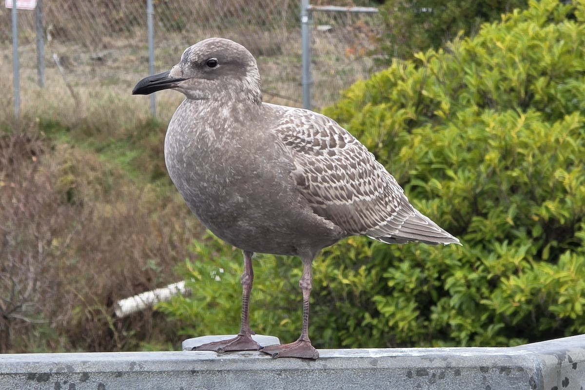 Larus sp. - ML646307666