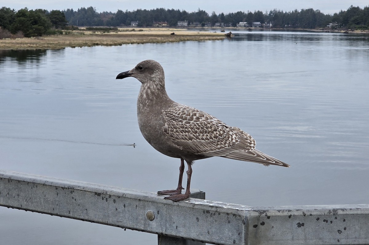 Larus sp. - ML646307667