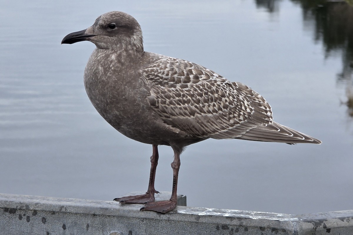 Larus sp. - ML646307668