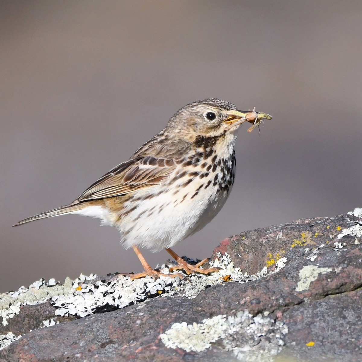 Meadow Pipit - ML646307672