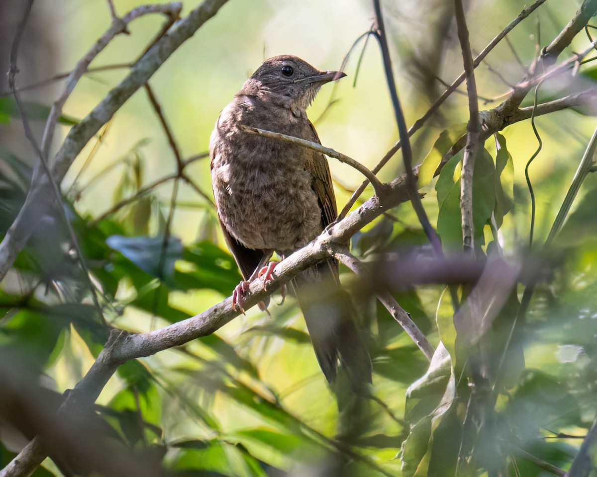 Pale-breasted Thrush - ML646307673