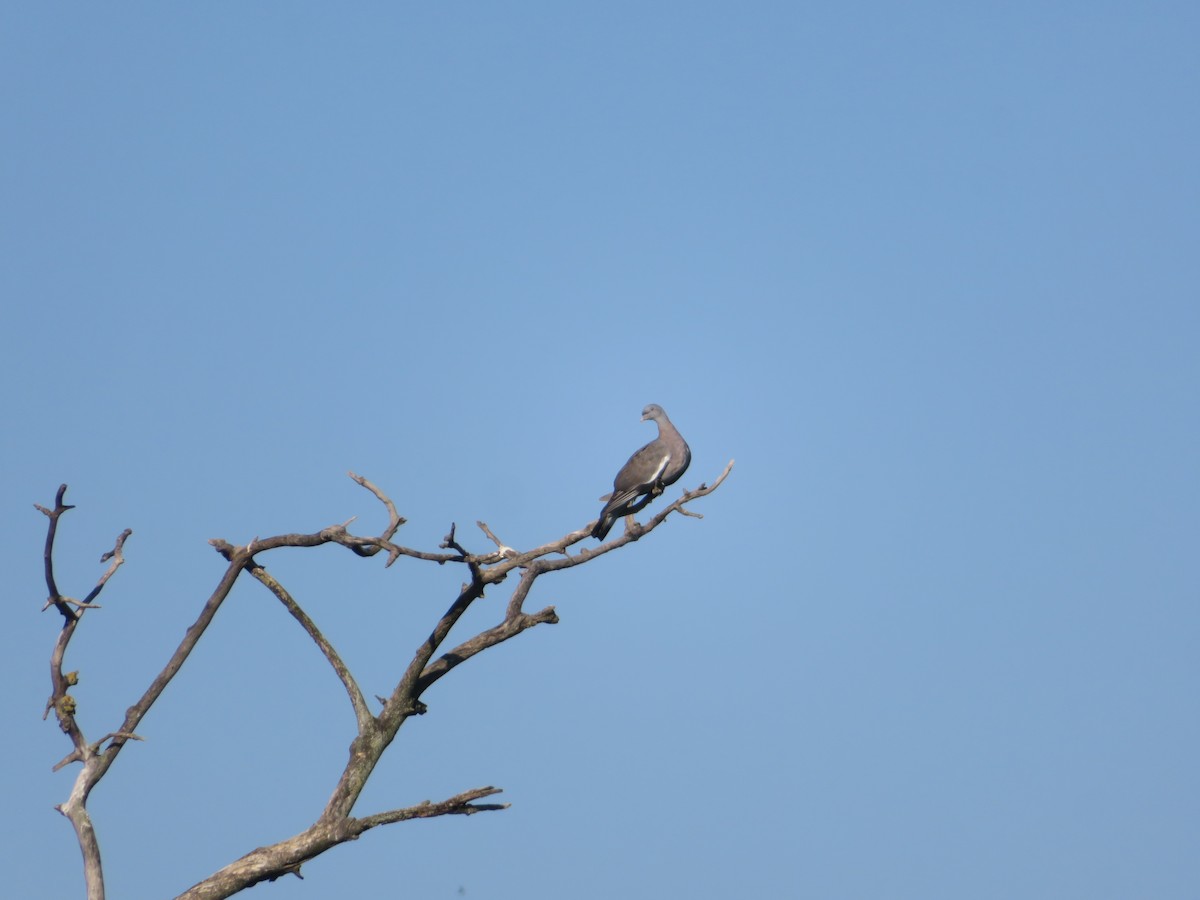 Common Wood-Pigeon - ML646307674