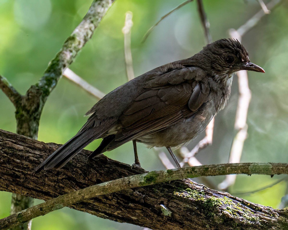Pale-breasted Thrush - ML646307675