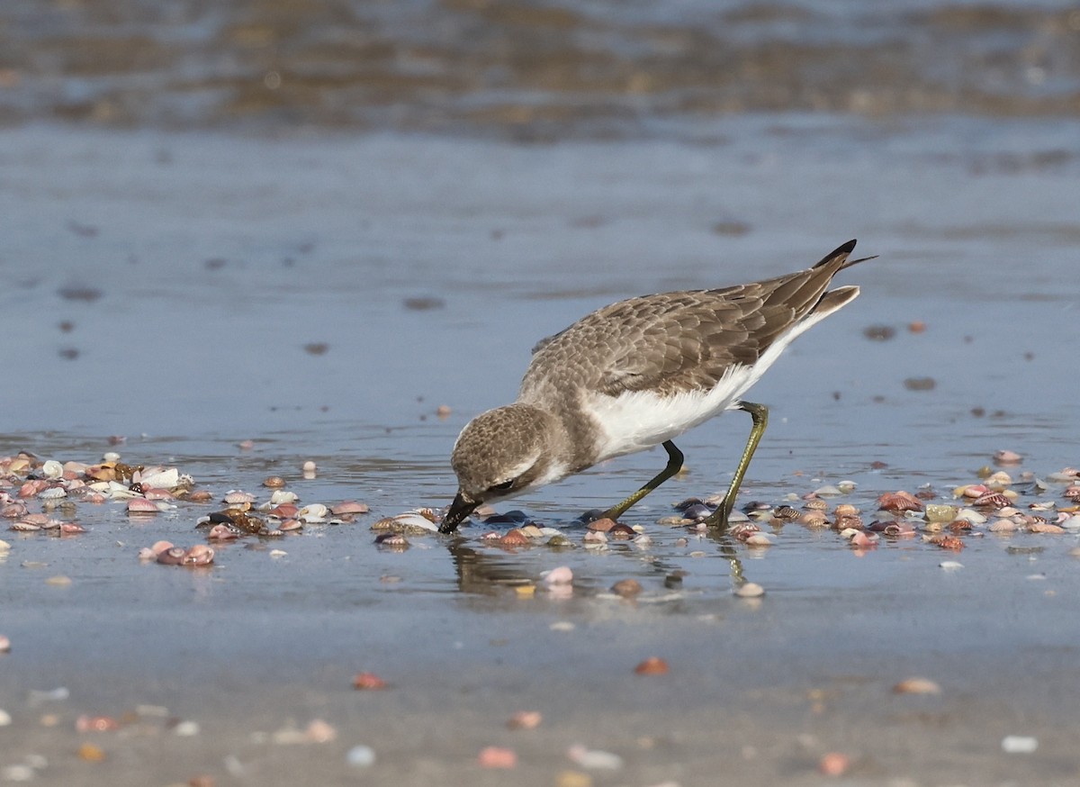 Tibet Cılıbıtı - ML646307676