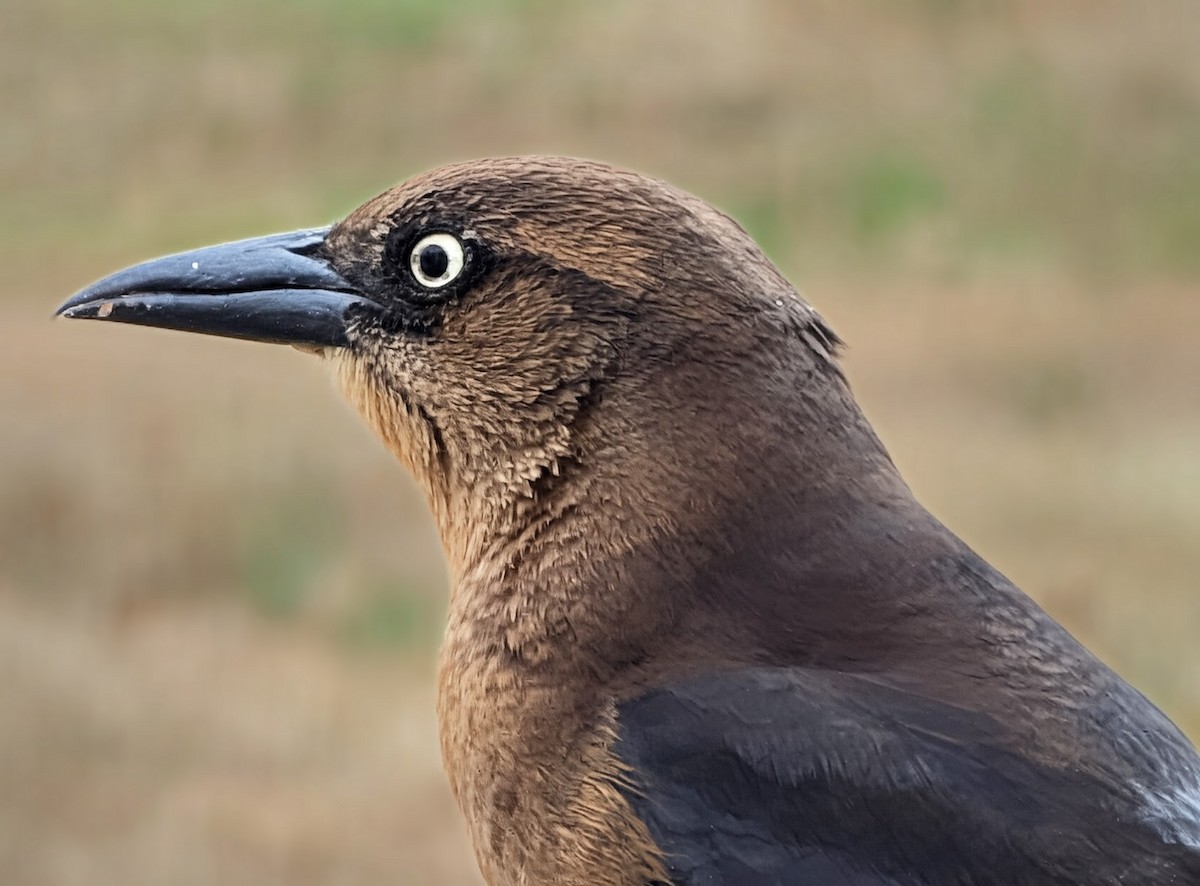 Boat-tailed Grackle - ML646307677