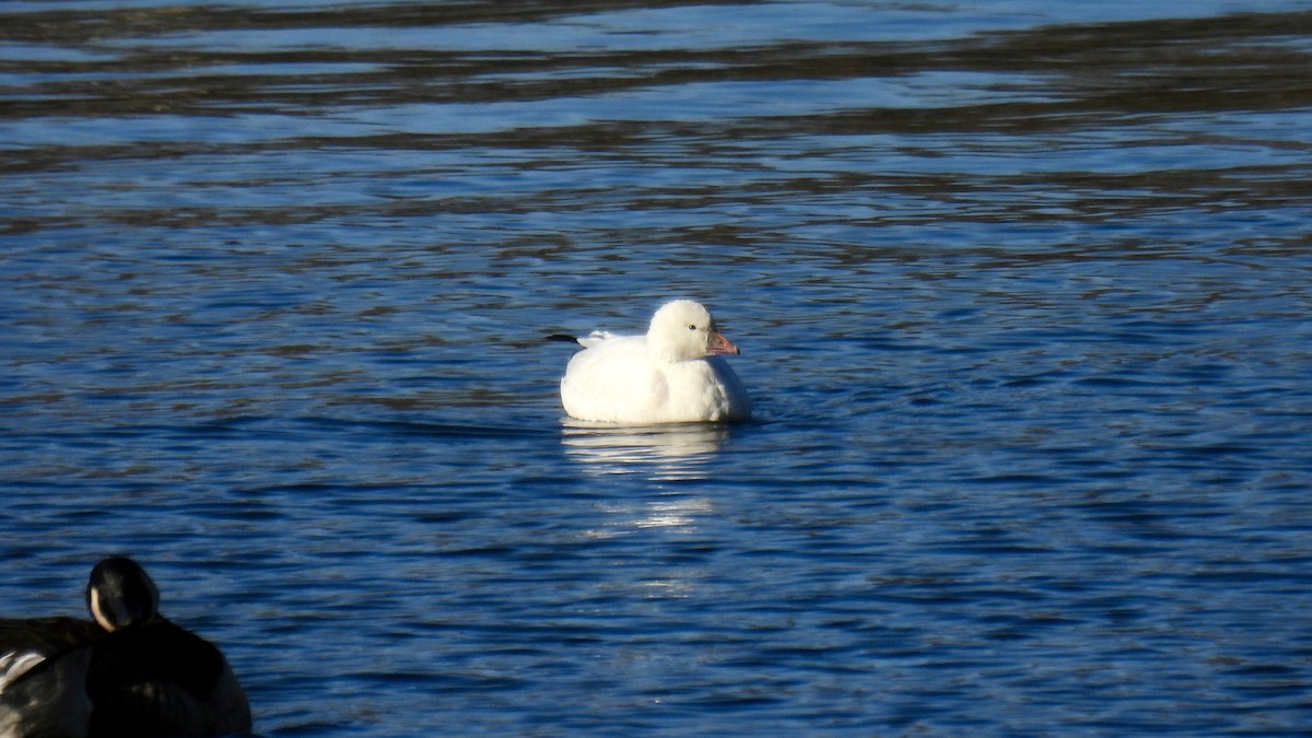 Ross's Goose - ML646307678