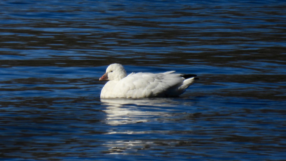 Ross's Goose - ML646307679