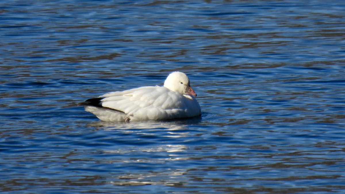 Ross's Goose - ML646307680