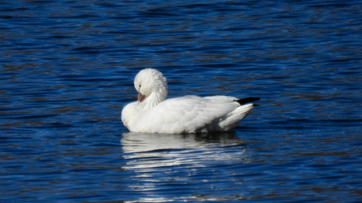 Ross's Goose - ML646307681