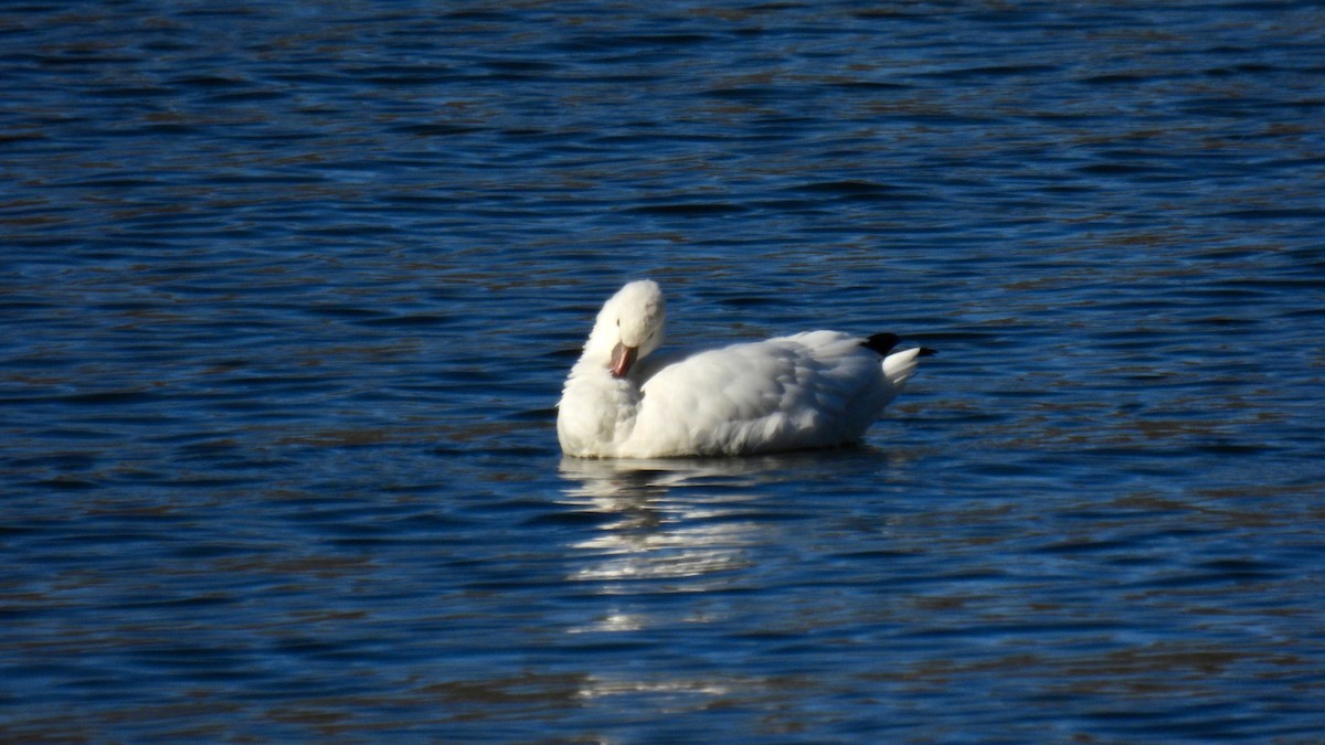 Ross's Goose - ML646307682