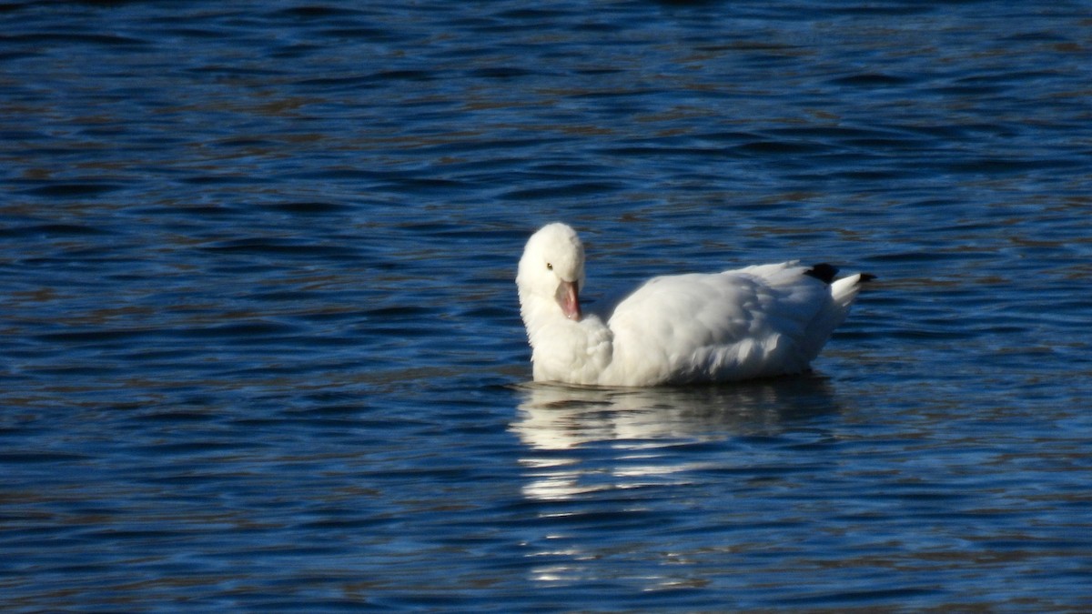 Ross's Goose - ML646307683
