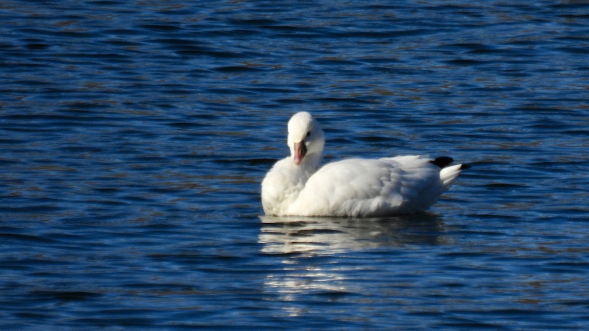 Ross's Goose - ML646307684