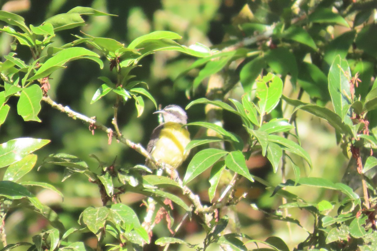 Bananaquit - ML646307686