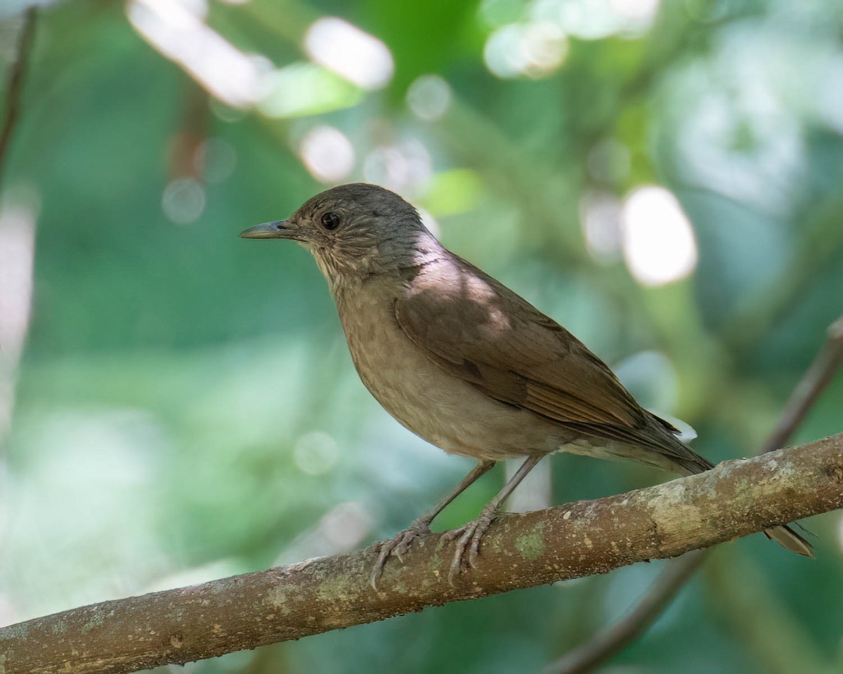 Pale-breasted Thrush - ML646307688