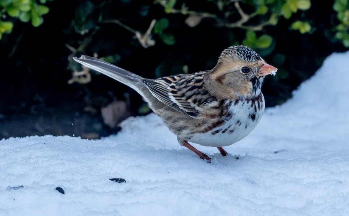 Harris's Sparrow - ML646307695