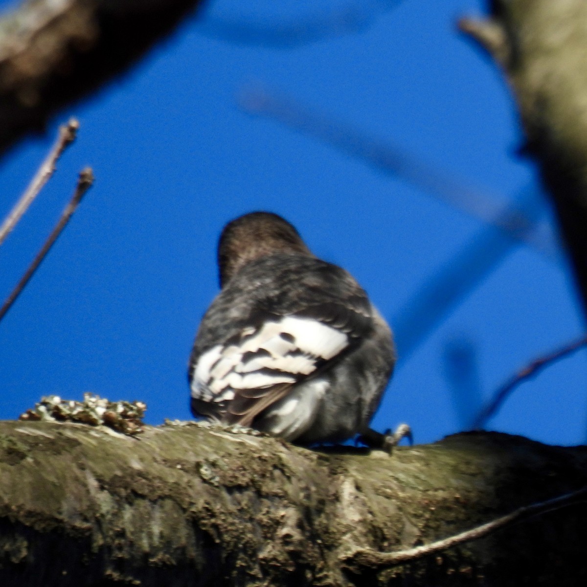 Red-headed Woodpecker - ML646307698