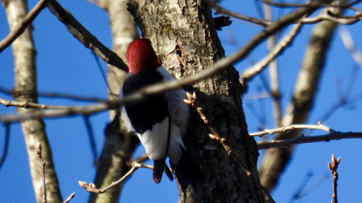Red-headed Woodpecker - ML646307699