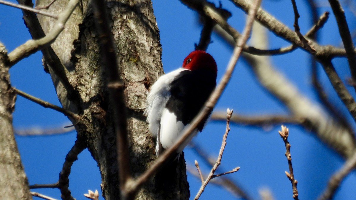 Red-headed Woodpecker - ML646307700