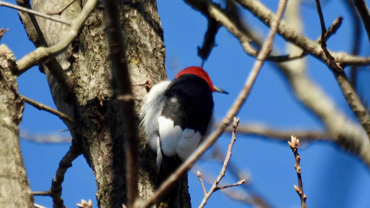 Red-headed Woodpecker - ML646307701