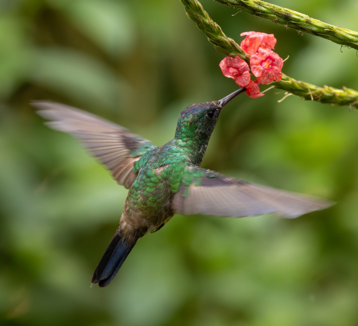 Ariane à front bleu - ML646307705