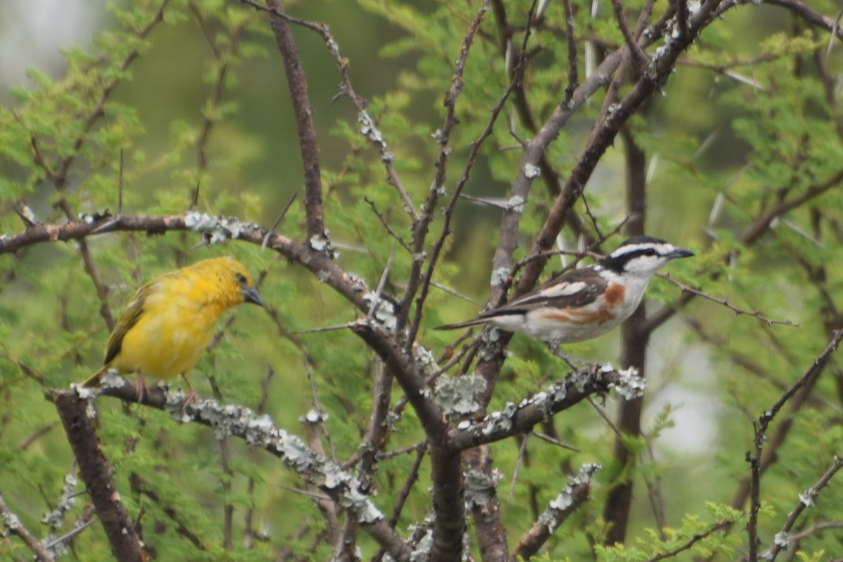 Brubru - ML646307708