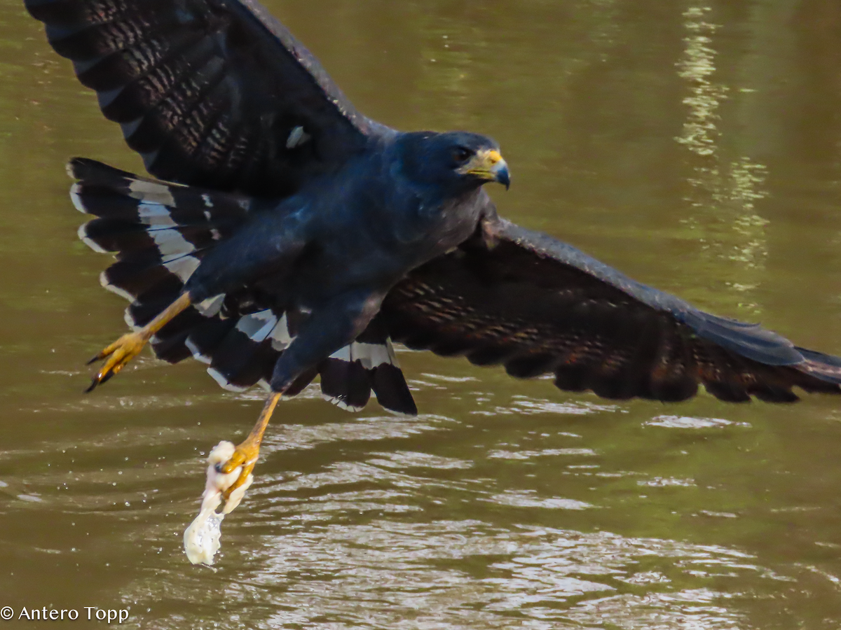 Common Black Hawk - ML646307709