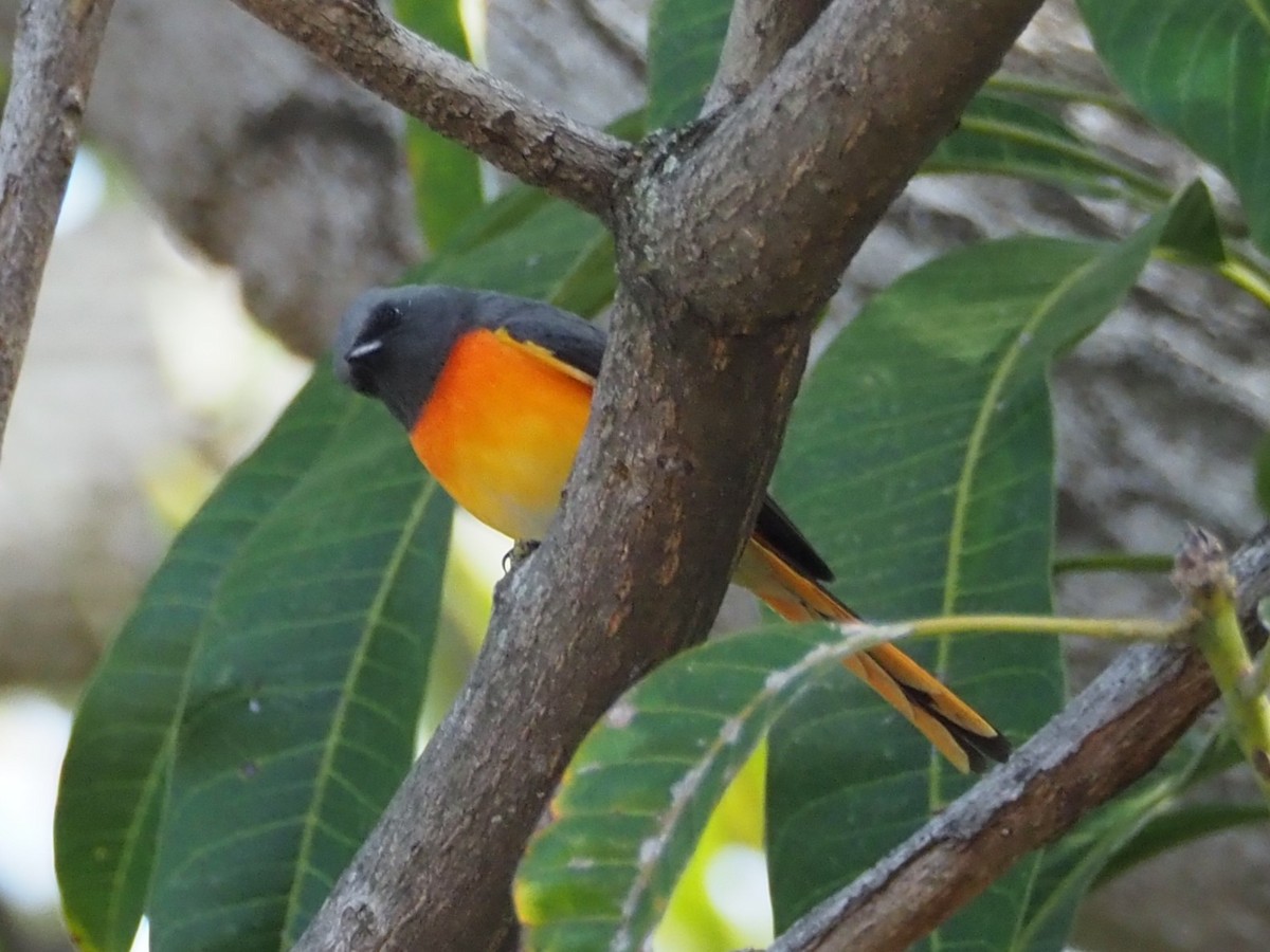 Small Minivet - ML646307718