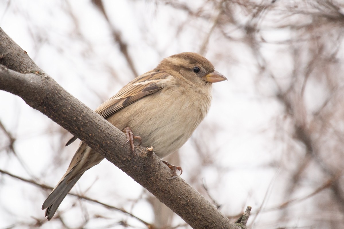Gorrión Común - ML646307719