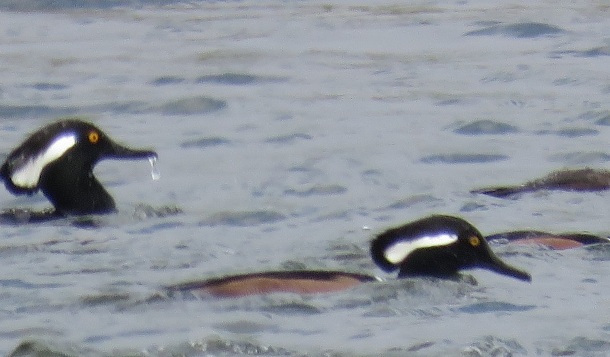 Hooded Merganser - ML646307720