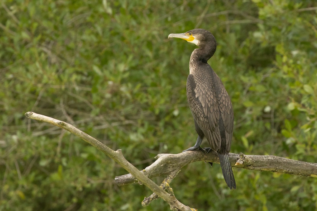 kormorán velký (ssp. sinensis/hanedae) - ML646307721