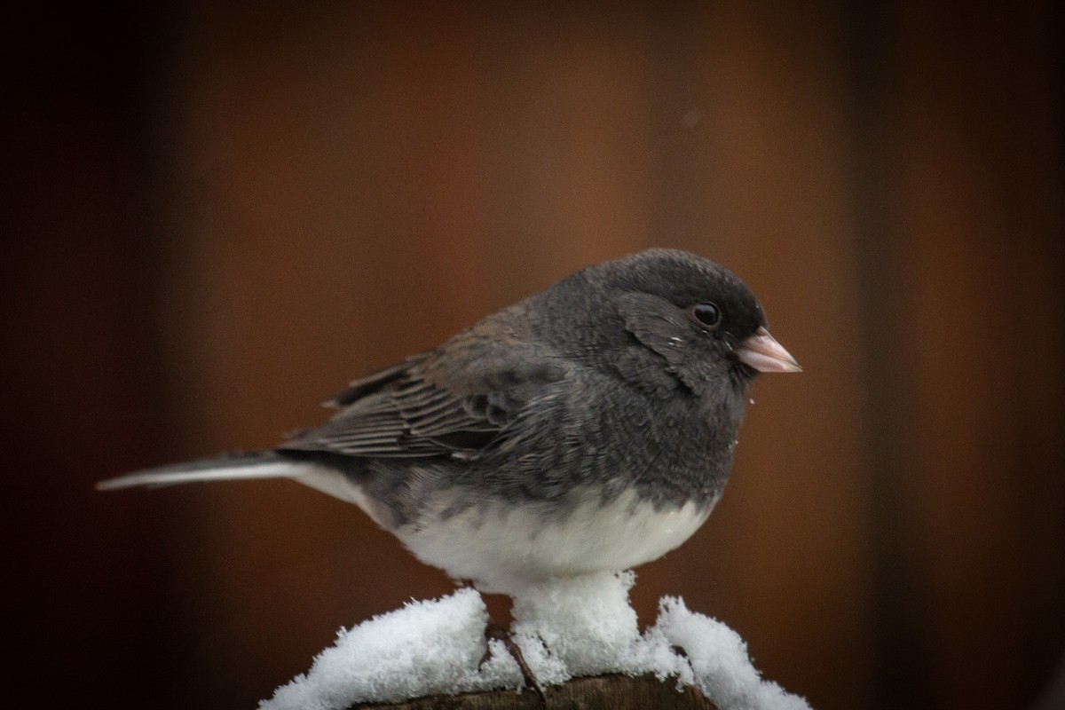Dark-eyed Junco (Slate-colored) - ML646307726
