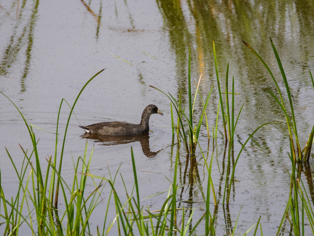 Лиска американська - ML646307730