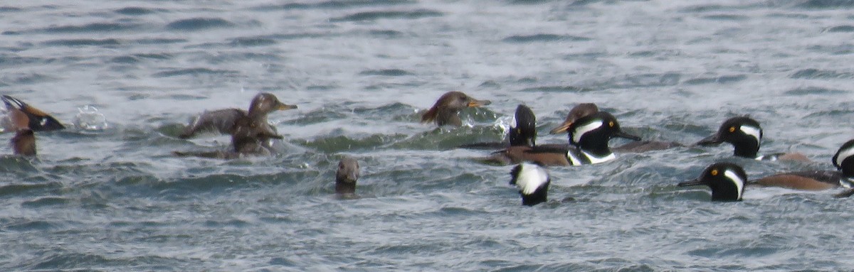 Hooded Merganser - ML646307734