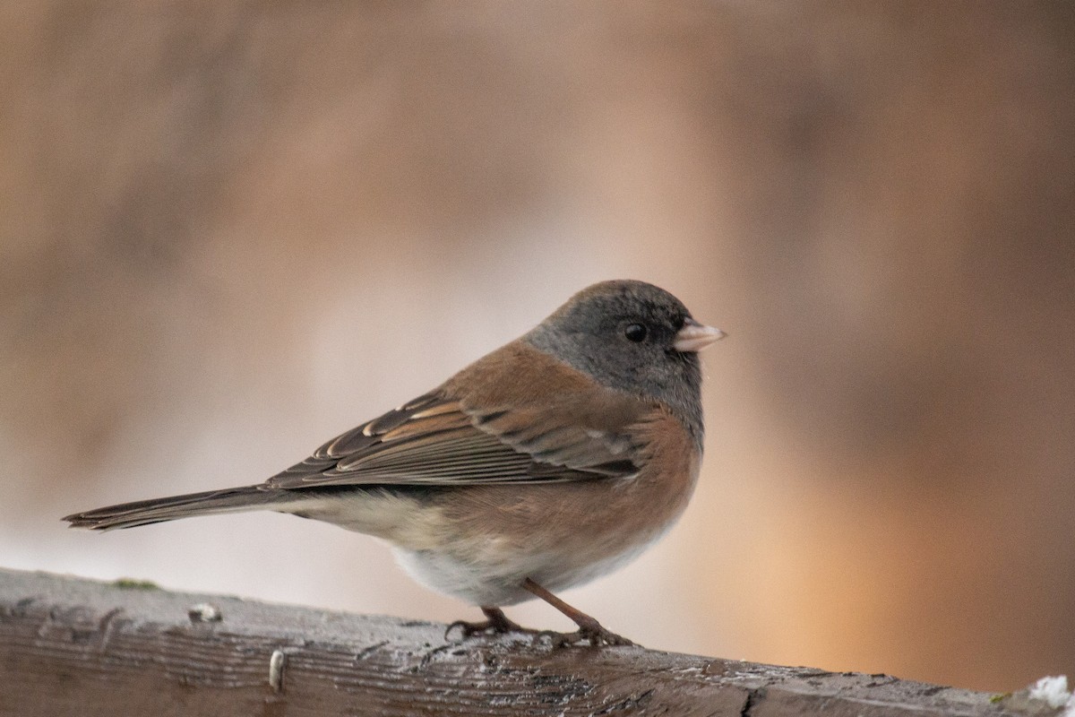 Dark-eyed Junco (Oregon) - ML646307735