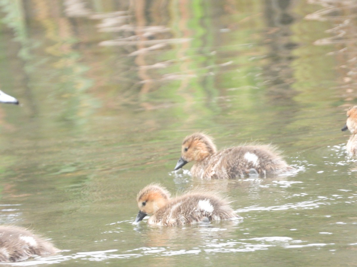 hvízdák chilský - ML646307743