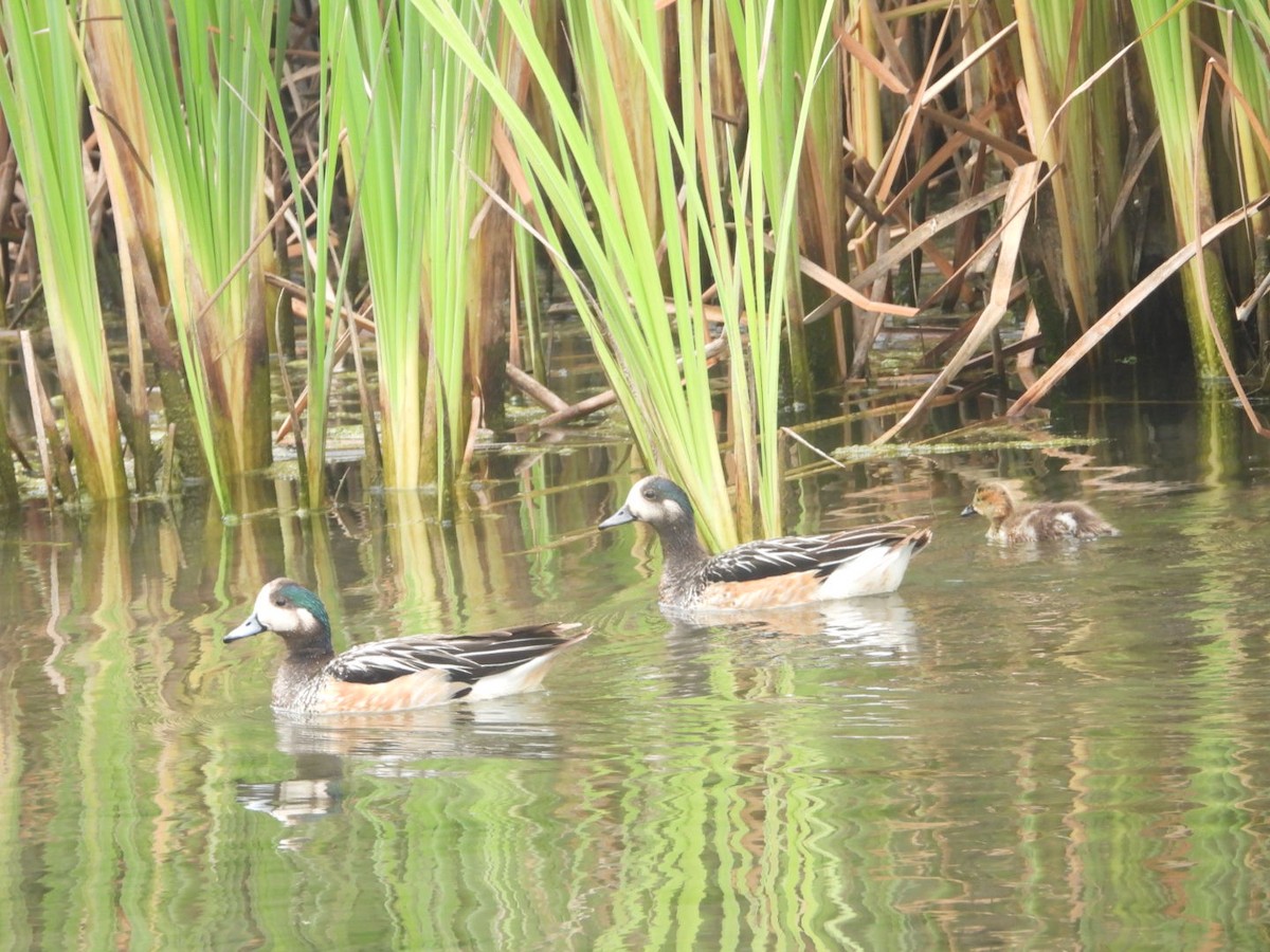 Chiloe Wigeon - ML646307744