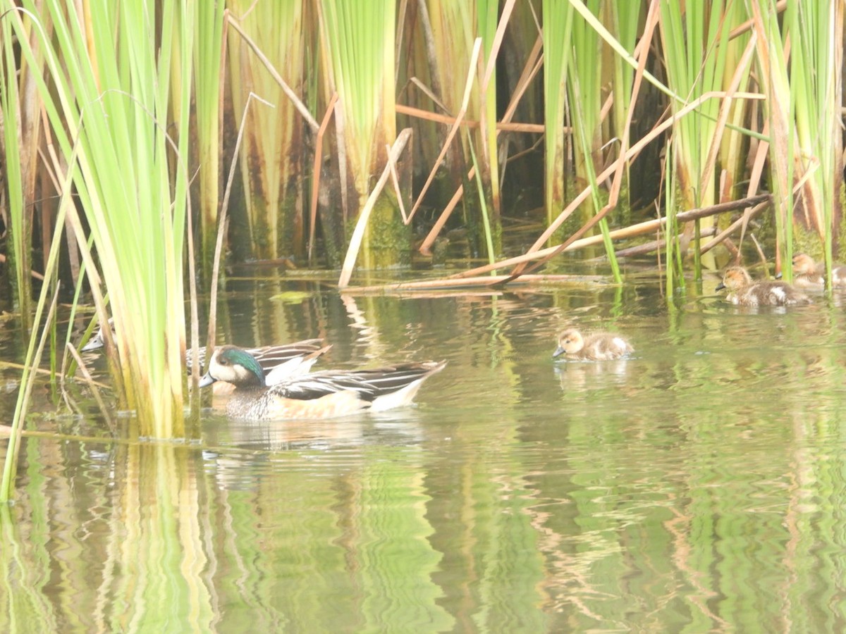 Chiloe Wigeon - ML646307745