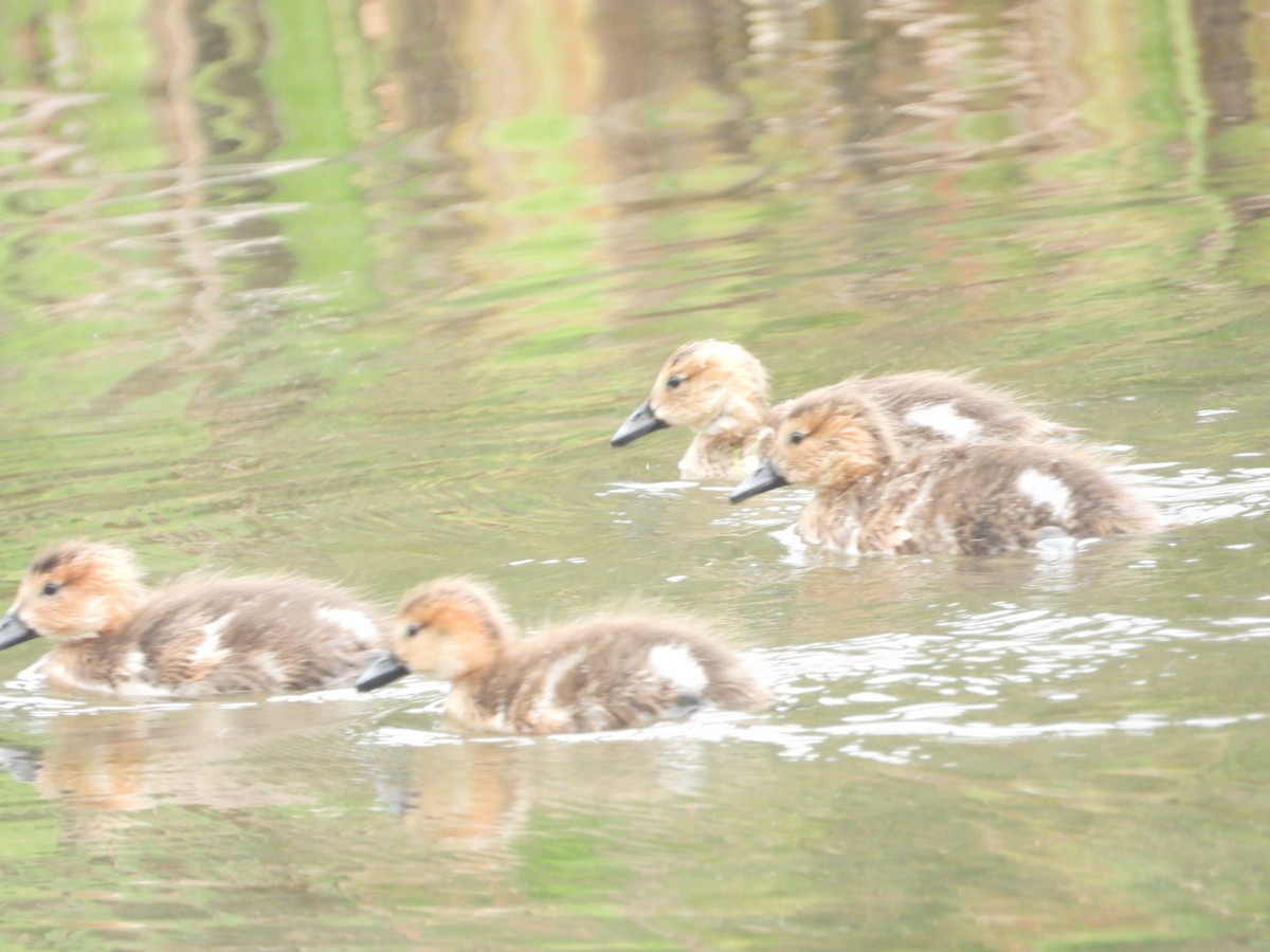 Chiloe Wigeon - ML646307746