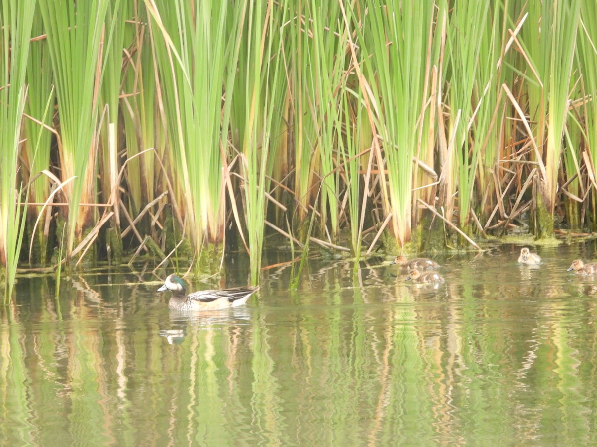 Chiloe Wigeon - ML646307747
